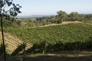 Mike&amp;#039;s vineyard in the Hills